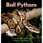 Ball Pythons