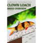 Clown Loach: From Novice to Expert. Comprehensive Aquarium Fish Guide